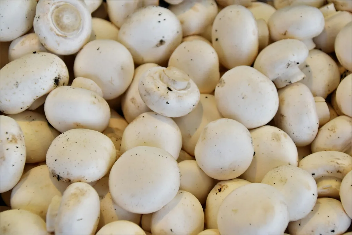 Sliced button mushrooms