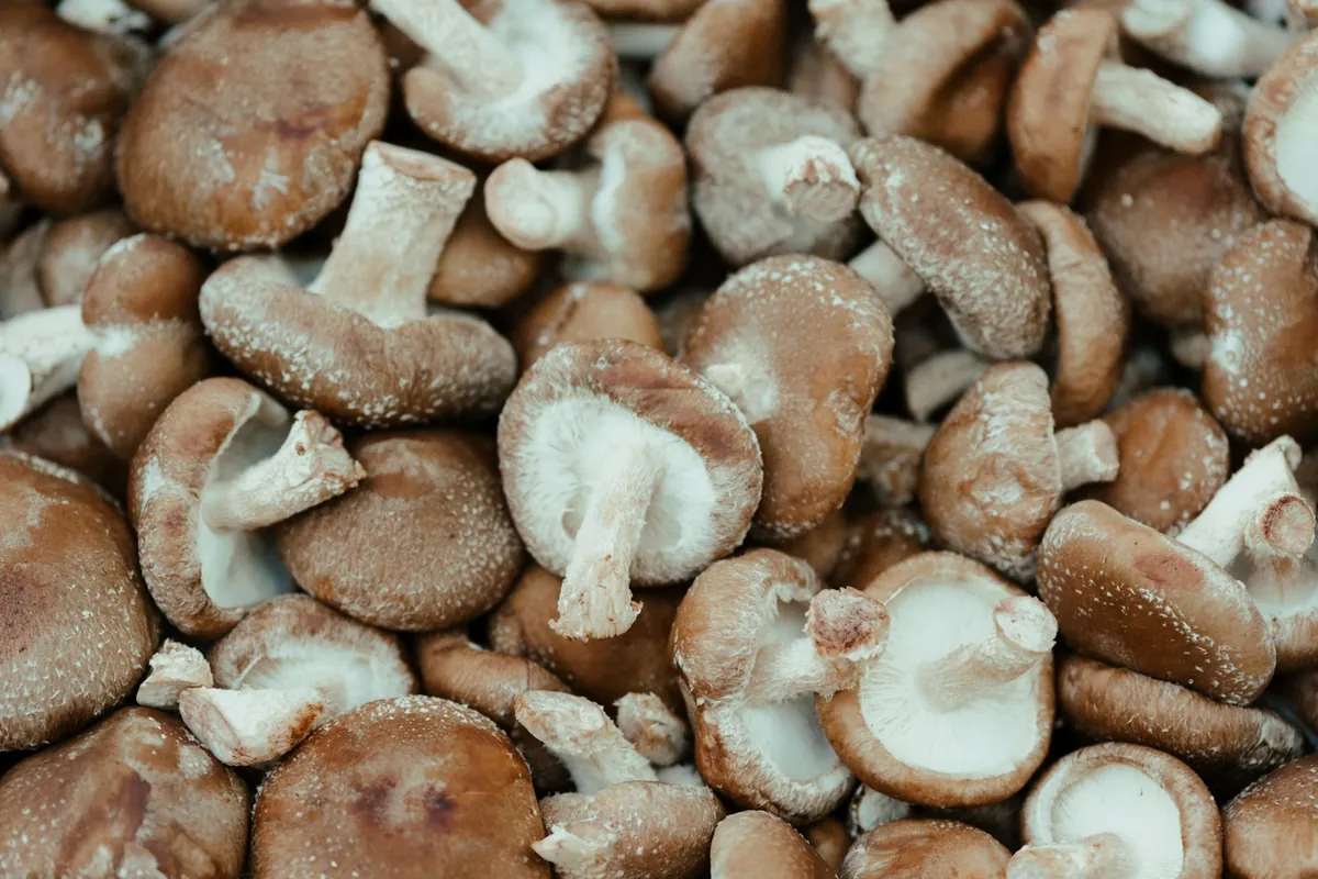 Dried shiitake mushroom caps