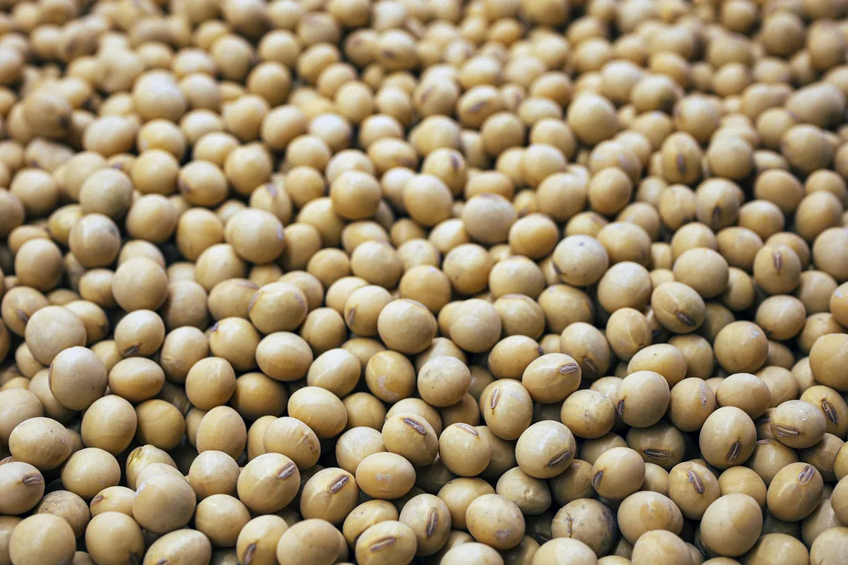 Soybeans and fermentation vessels