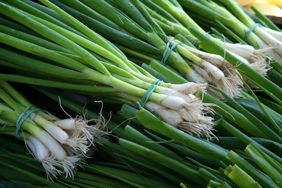 Scallions cut into lengths and rings
