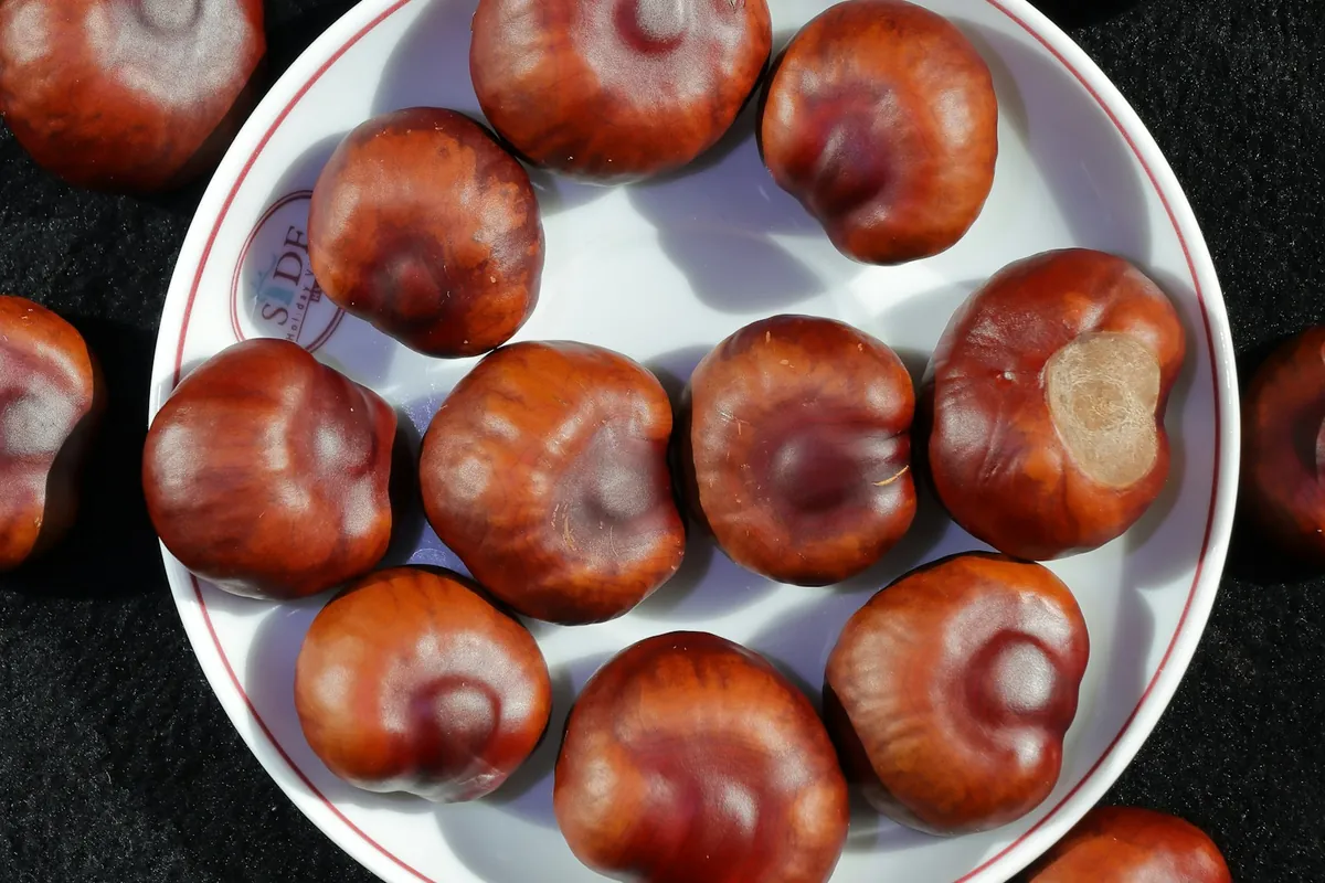 Sliced water chestnuts in a bowl