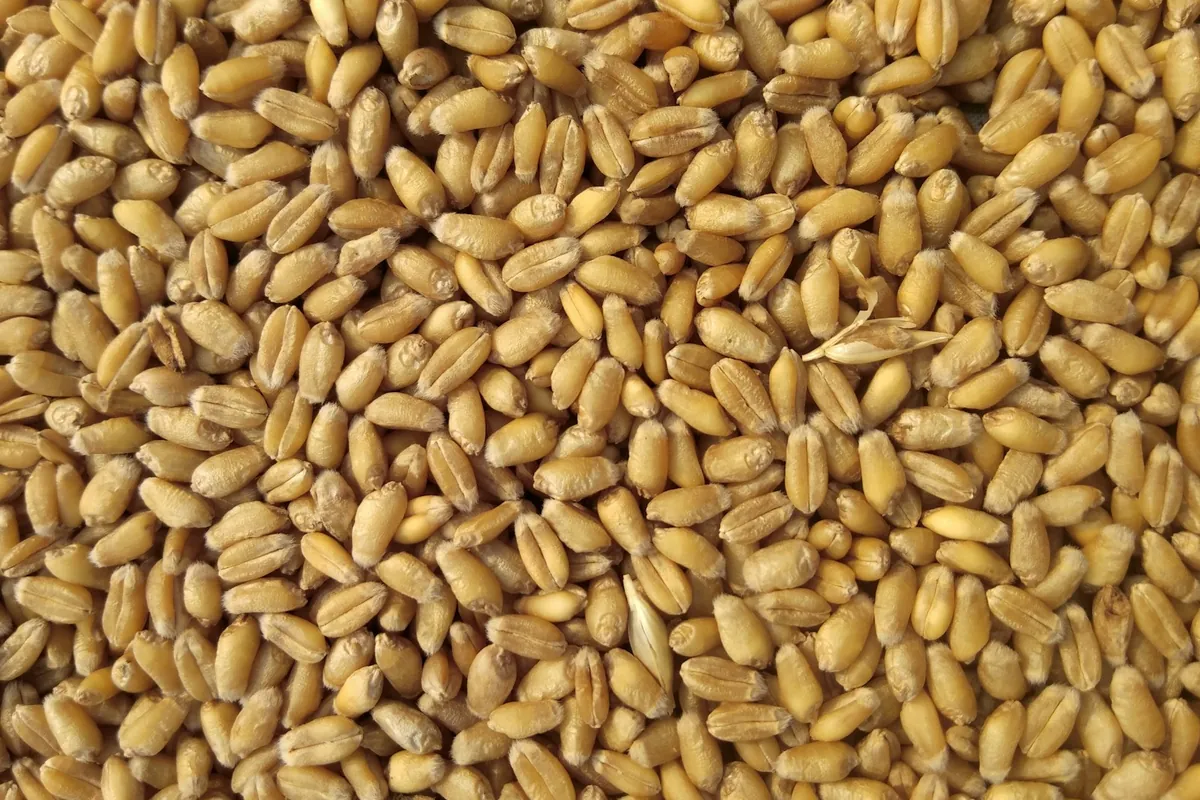 Wheat grains held in a hand